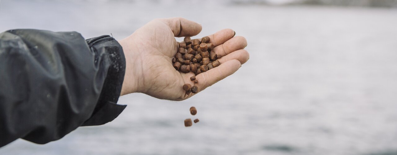 Foring pågår. En røkter viser fram tørrforpellets før han starter foringen i oppdrettsmerda. Foring pågår. En røkter viser fram tørrforpellets før han starter foringen i oppdrettsmerda.